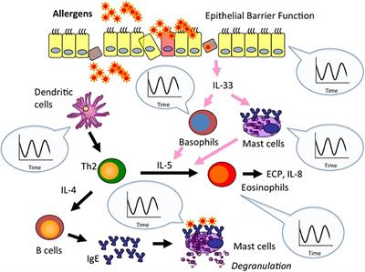 Circadian Regulation of the Biology of Allergic Disease: Clock Disruption Can Promote Allergy